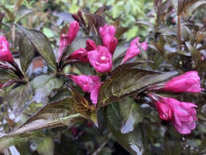 weigela follis pur pueis