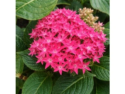 8ad706cd f508 474c 8207 968ae112296e