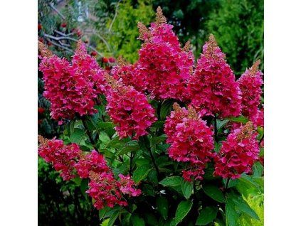 Hydrangea panicula Wims red -AKCIA