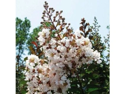 lagerstroemia kimono 500