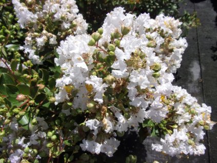 lagerstroemia indica pixie white crape myrtle