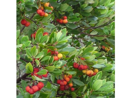 59ce57c24e24c 59305b