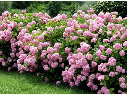 hydrangea a candybelle bubblegum hortenzia4
