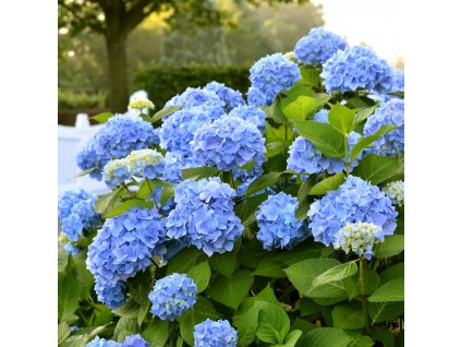 hydrangea macrophylla endless summer blau