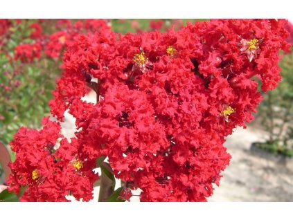 2773 Crape Myrtle Red Rocket