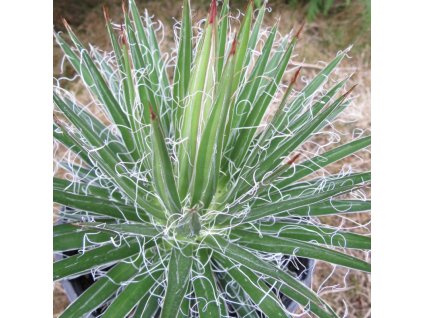agave multifilifera