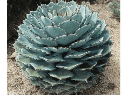 Screenshot 2021 02 08 at 09.54.01