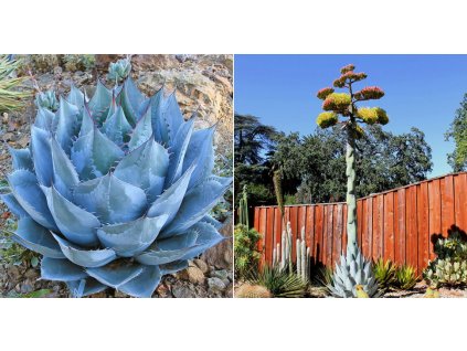 Agave parrasana Cabbage Head Agave