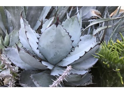 Agave titanota ‘Black and Blue’ RSN