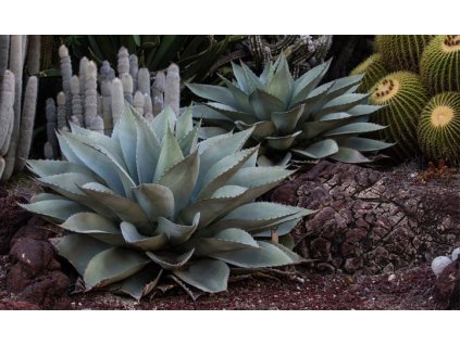 agave ovatifolia