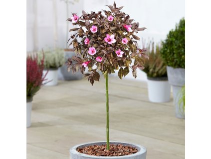 weigela minor black patio tree p4619 37182 zoom