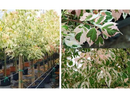 ACER NEGUNDO FLAMINGO