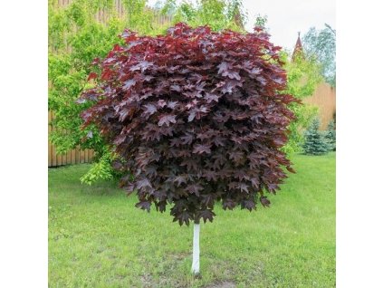 klevas sidabruotasis autumn blaze c10 kopija 2 1 1