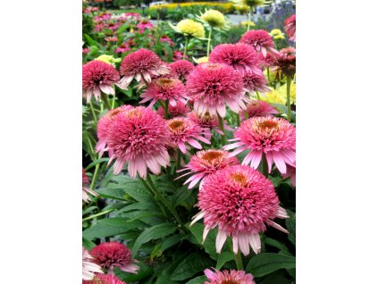 ECHINACEAConefectionsButterflyKisses08