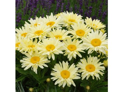 Leucanthemum Banana Cream 0011295 70550