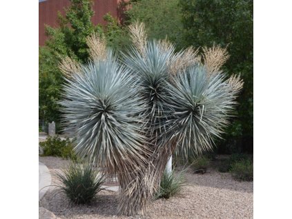 Yucca rigida 01 edited