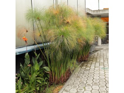 Cyperus papyrus (plant) Quito Botanical gardens Ecuador