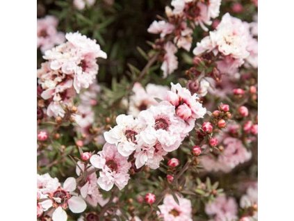 Leptospermum scoparium Appleblossom 01