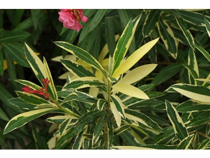 Nerium oleander Variegata 1