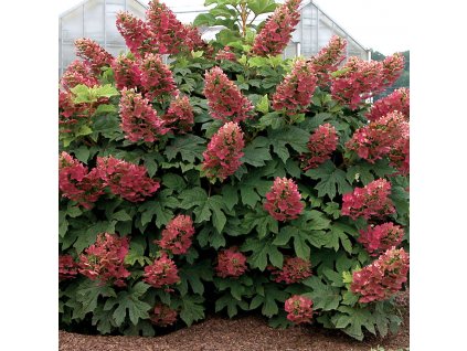 hydrangea quercifolia ruby slippers 1 9