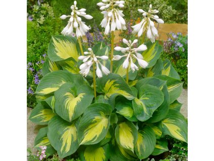 Hosta Beach Boy