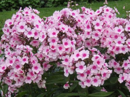 1733 0 Phlox paniculata Europa Flammenblume Grosse Flammenblume Europa