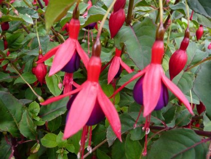 fuchsia mrs popple resized