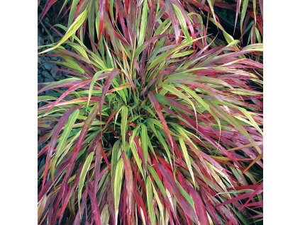 hakonechloa macra beni kaze