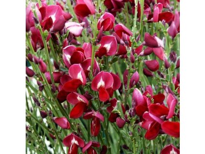 Cytisus Windlesham Ruby - kmienok 60cm