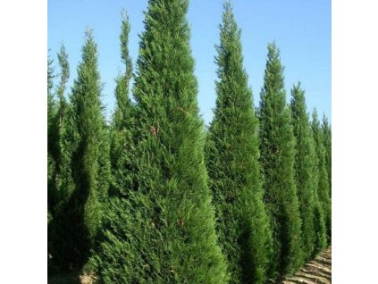 cupressocyparis leylandii pyramidalis cypres de leyland