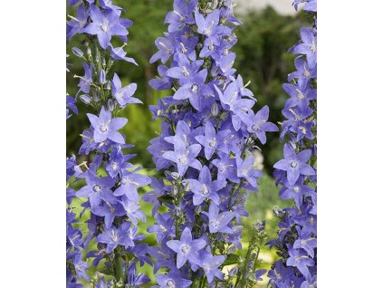 campanula pyramidalis 1