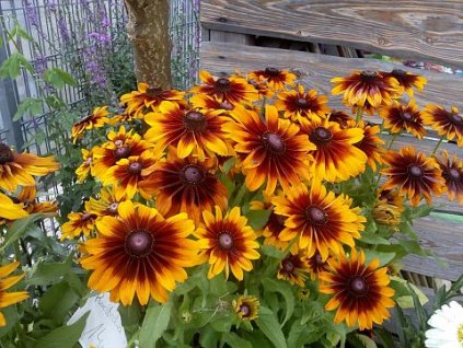 rudbekia owlosiona rudbeckia hirta cappuccino f