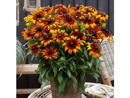 Rudbeckia Summerina Fringe