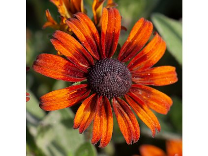 Rudbeckia Pumpelnickel slovensketrvalky 2