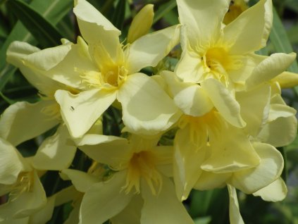 Nerium oleander Marie Gambetta 2