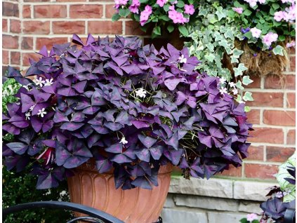 Oxalis triangularis pot