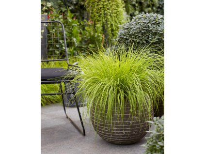 pennisetum lumen gold 2721 07