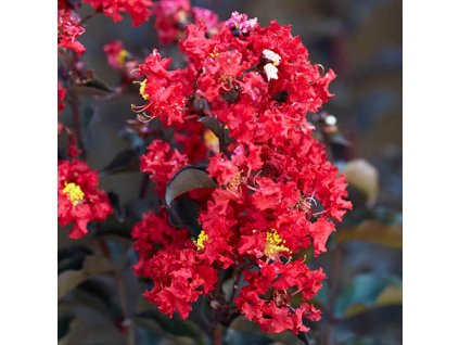 Myrta krepová-Lagerstroemia Black Diamond Red Hot