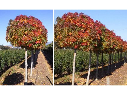 Ambrovník-Liquidambar Gumball - 150cm kmienok AKCIA