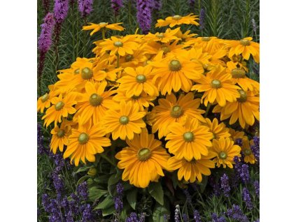 Rudbeckia Sunbeckia Ophelia 1 compress