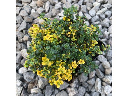 Thymus doerfleri Doone Valley 3.20196