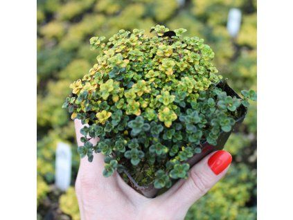 Thymus doerleri Doone Valley 01.2019.3 scaled