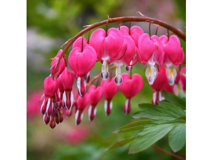 18a399fd c0b1 486e aef7 ced970285962