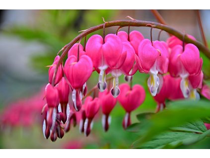 Dicentra spectabilis