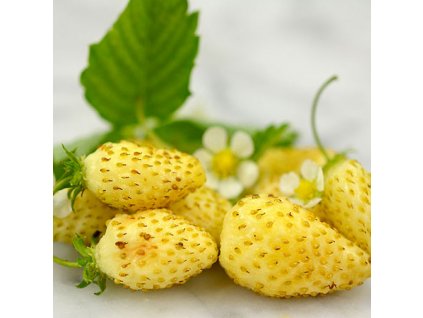 yellow strawberry