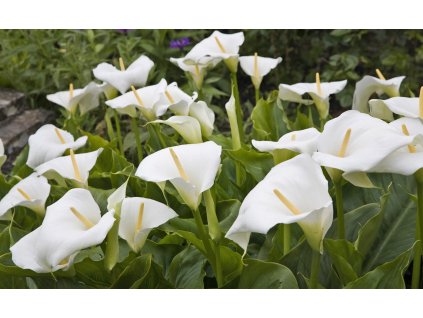 zimmerkalla zantedeschia aethiopica 00694162 florapress