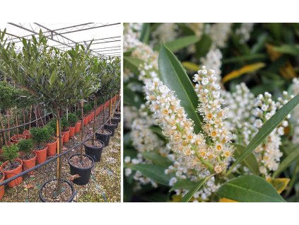Prunus laurocerasus´Otto Luyken-Vavrínovec Otto Luyken -80cm kmienok