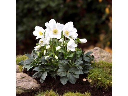 csm christrose joel moos garten 0835d1f7d5