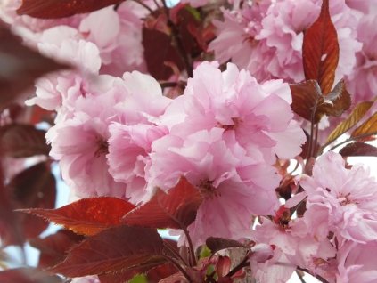 prunus royal burgundy 2 resized