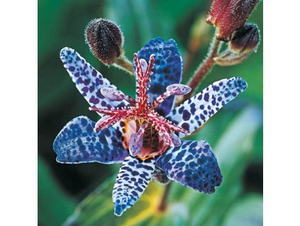 Tricyrtis Blue Wonder